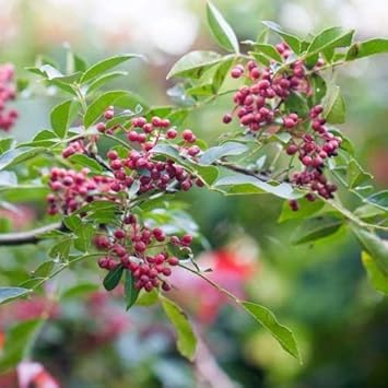 New Fresh 25pcs Red Zanthoxylum Fruit Seeds - Exotic, Spicy Zanthoxylum for Your Garden 100 Pcs pcs