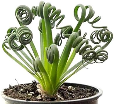 Spiralis Plant Seeds Heirloom Non GMO Planting - 100 pcs
