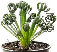 Spiralis Plant Seeds Heirloom Non GMO Planting - 100 pcs