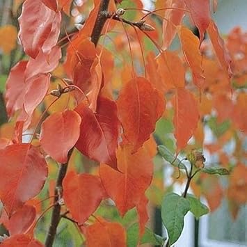 Green Manchurian Flowering Tree Seeds for Planting - 100 pcs