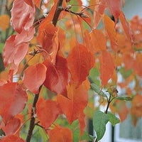 Green Manchurian Flowering Tree Seeds for Planting - 100 pcs