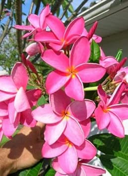 Organic Dark Pink Frangipani Flower Seeds for Planting ƒ?? Heirloom, Non-GMO for planting in your garden.
