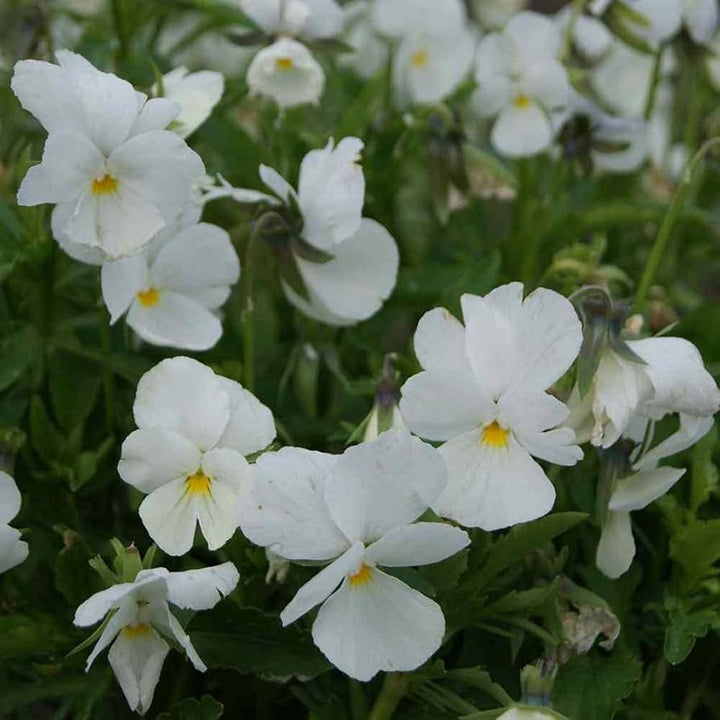 Heirloom Tricolor Pansy Flower Seeds for Planting, Non-GMO, Organic, White Blooms