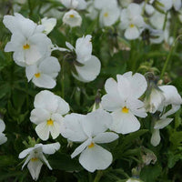 Heirloom Tricolor Pansy Flower Seeds for Planting, Non-GMO, Organic, White Blooms