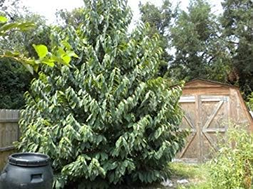 Green Asminia Triloba Plant Seeds for Planting - NON GMO Seeds