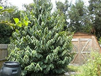 Green Asminia Triloba Plant Seeds for Planting - NON GMO Seeds