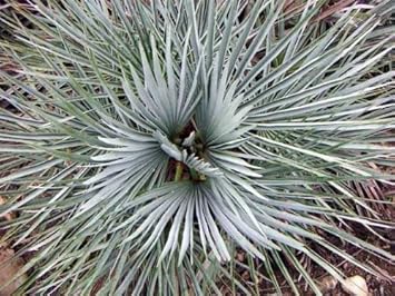 Chamaerops (Chamaerops scientific name) for planting in garden