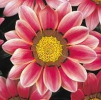 Mixed Gazania Flower Planting Seeds for Garden NON GMO Seeds