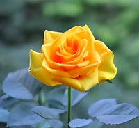 Heirloom Non-GMO Semillas de Rosas Flower Seeds for Planting – Fragrant Rose Garden Blooms