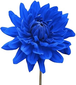 Blue Chrysanthemum Flower Seeds for Garden - 100 pcs for planting in home garden