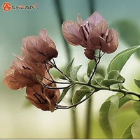 Brown Bougainvillea Flower Seeds for Planting - Heirloom & Non-GMO Garden Seeds