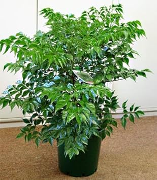 Green Radermachera Sinica Decorative Plant Seeds for Unique Gardens ? Fresh Herb for Your Garden