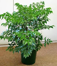 Green Radermachera Sinica Decorative Plant Seeds for Unique Gardens ? Fresh Herb for Your Garden