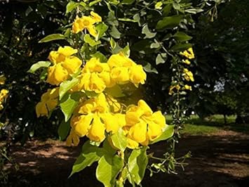 Heirloom Dolichandra Unguis Flower Seeds, Non-GMO, Climbing Blooms for Trellises and Fences