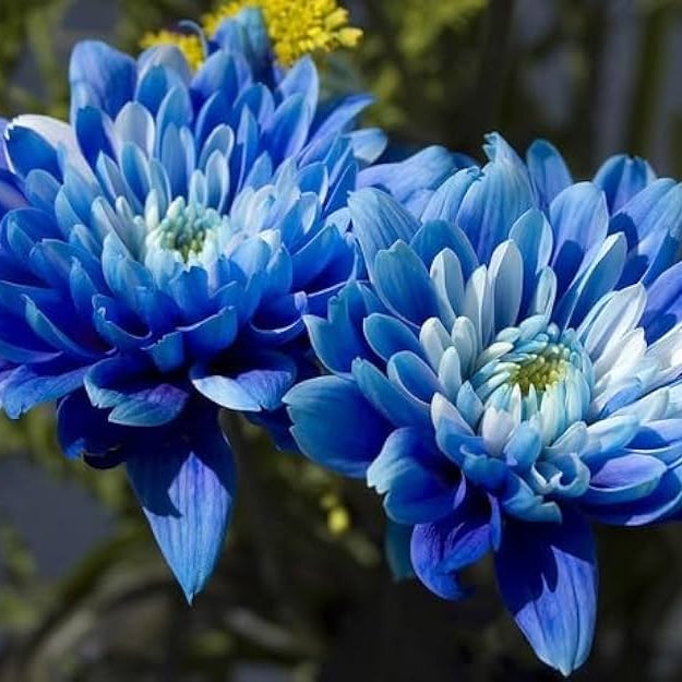 Organic Purple Blue Chrysanthemum Flower Seeds for Planting – Heirloom, Non-GMO