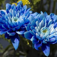 Organic Purple Blue Chrysanthemum Flower Seeds for Planting – Heirloom, Non-GMO