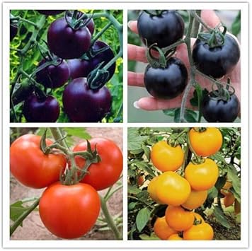 Mixed Color Tomato Seeds – Grow Vibrant & Juicy Tomatoes for Your Home Garden 100 Pcs pcs
