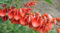 Erythrina Crista Galli Flower Seeds in Orange - 100 pcs for planting in your garden.
