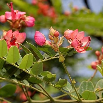 Cassia Marginata Flower Seeds for Planting - 100 pcs - Marginata for planting in home garden