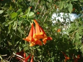 Orange Tecoma Flower Seeds – Heirloom Non-GMO Seeds for Bright Garden Hedges