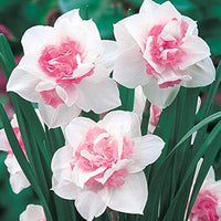 Baby Pink White Daffodil Flower Seeds for Planting – Non-GMO, Heirloom Quality seeds for planting in home garden