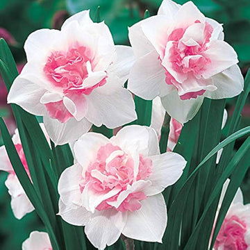 Baby Pink White Daffodil Flower Seeds for Planting – Non-GMO, Heirloom Quality seeds for planting in home garden