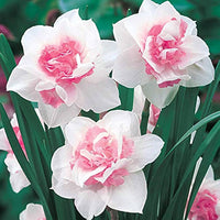 Pale Pink Narcissus Seeds for Planting – Heirloom, Non-GMO Organic Flower Seeds
