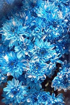 Chrysanthemum Flower Seeds Sky Blue for Planting - NON GMO Seeds for planting in home garden