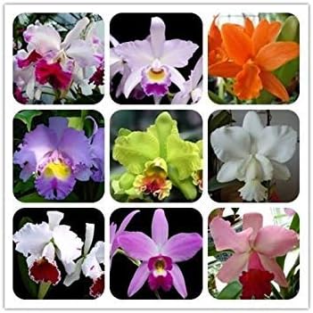 100 Pcs