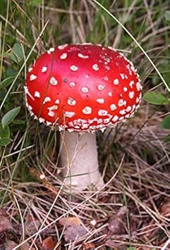 Mushroom Seeds for Planting Red - 100 Pcs pcs