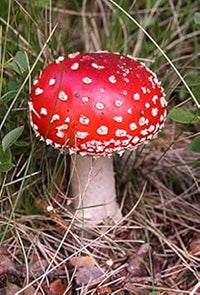 Mushroom Seeds for Planting Red - 100 Pcs pcs