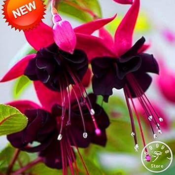 Double Petals Fuchsia Flower Seeds for Planting - NON GMO Seeds for planting in home garden