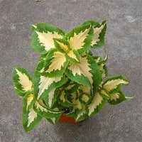 Heirloom Green Yellow Coleus Flower Seeds for Planting ƒ?? Non-GMO, Decorative Ornamental Foliage Variety
