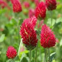 Red Clover Flower Seeds for Planting, 100 pcs seeds for planting in home garden