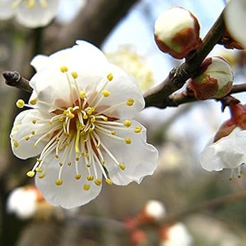 White Philadelphus Flower Seeds for Planting - 100 pcs seeds for planting in home garden