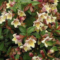 Heirloom (Heirloom scientific name) for planting in garden