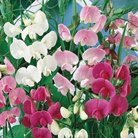 Lathyrus Odoratus Flower Seeds for Planting, 100 pcs