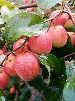Heirloom Mauritiana Fruit Seeds for Planting - Hardy and Fruitful Tropical Trees, GMO Free Seeds