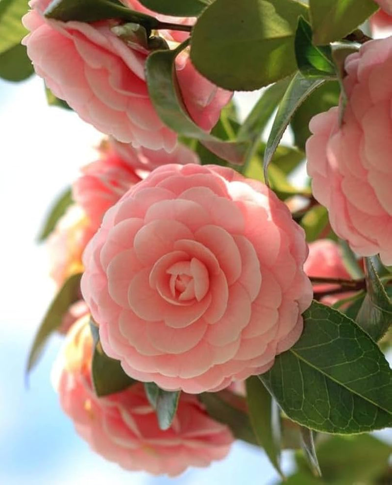 Heirloom Non-GMO Camellia Peach Flower Seeds for Lush Garden Planting