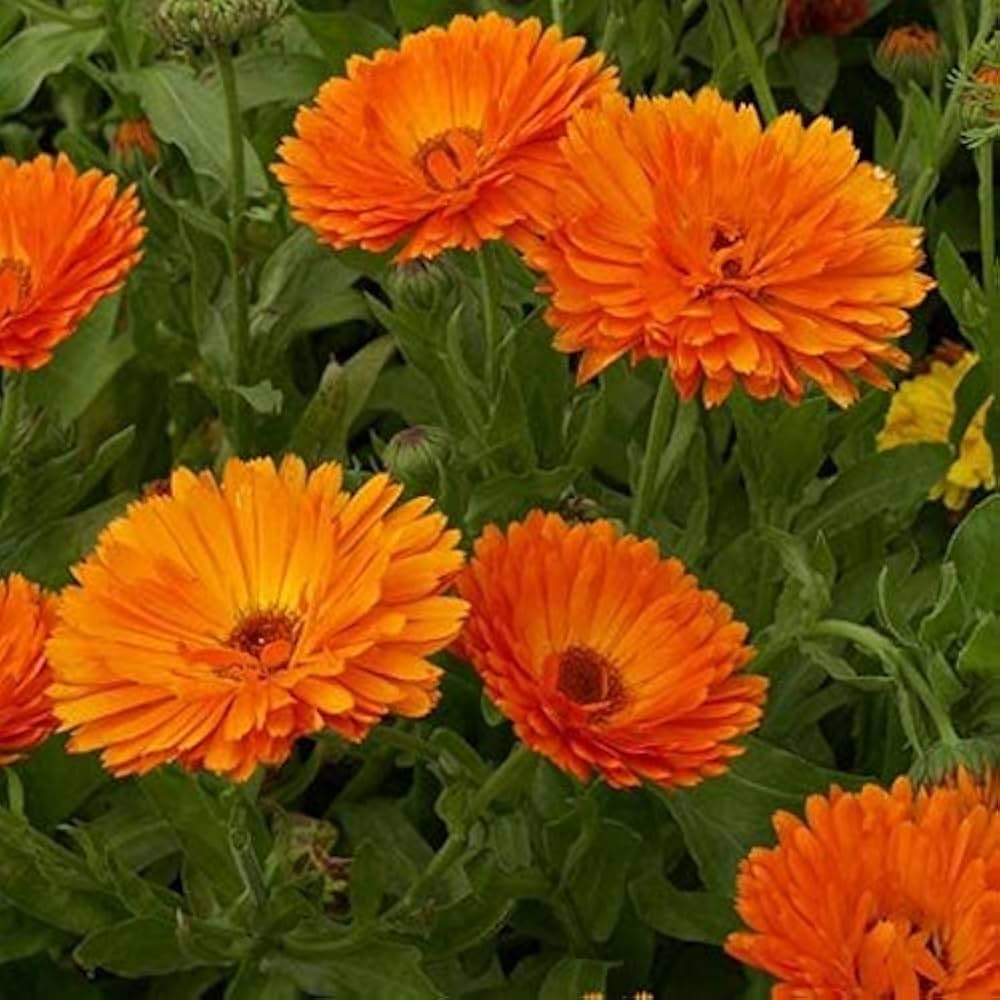 Red Calendula Flower Seeds, Heirloom, Non-GMO Seeds for Planting seeds for planting in home garden