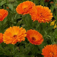 Red Calendula Flower Seeds, Heirloom, Non-GMO Seeds for Planting seeds for planting in home garden