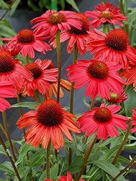 Heirloom Red Echinacea Coneflower Seeds for Planting - Non-GMO Garden Seeds