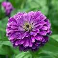 Deep Purple Zinnia Flower Seeds for Planting – Non-GMO, Heirloom, Vibrant Blooms seeds for planting in home garden