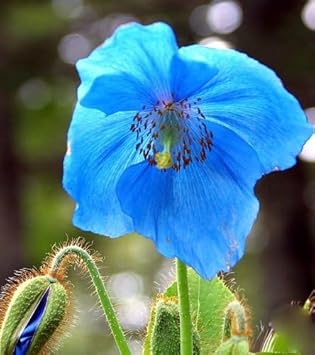 Fresh Meconopsis Flower Seeds for Planting - 100 pcs seeds for planting in home garden