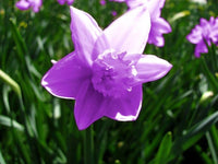 Violet Daffodils Flower Seeds for Planting – Non-GMO, Heirloom, Vibrant Blooms