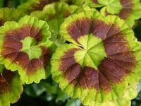 Green & Brown Geranium Flower Seeds for Planting - Heirloom & Non-GMO Seeds