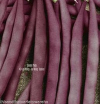 Purple Bean Vegetable Seeds for Planting - 100 Pcs pcs