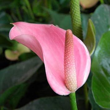 Pink Andraeanu Flower Seeds for Planting - 100 Pcs pcs