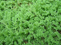 Gray Crested Fern Plant Seeds for Planting -heirloom & Non GMO Seeds for planting in your garden.