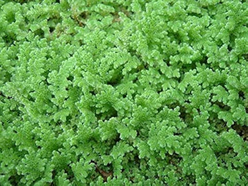 Gray Crested Fern Plant Seeds for Planting -heirloom & Non GMO Seeds for planting in your garden.